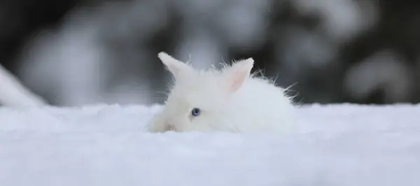 可爱的小白兔在冬天 — 图库照片