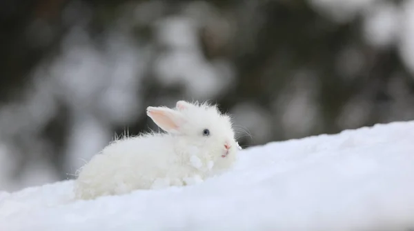 可爱的小白兔在冬天 — 图库照片