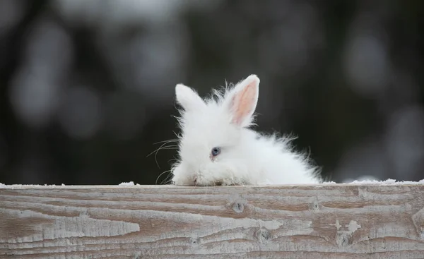 cute young white rabbit in winter