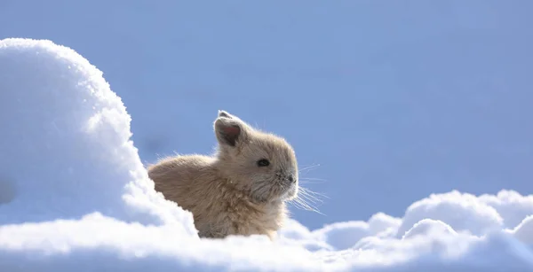 寒冷的冬天 一只棕色的小野兔在雪地上 — 图库照片
