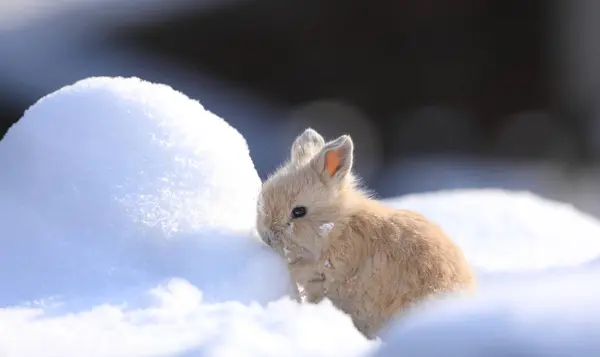 寒冷的冬天 一只棕色的小野兔在雪地上 — 图库照片