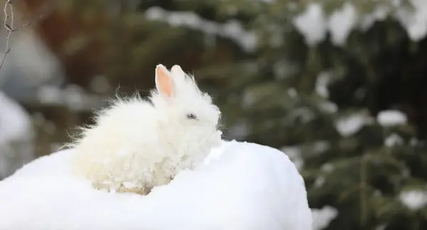 雪地里的白蓝眼睛兔子 — 图库照片