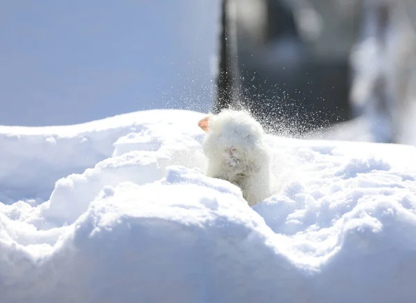 雪地里的小白兔 — 图库照片