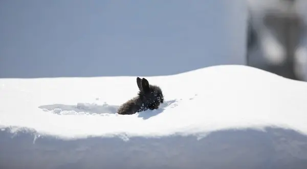 small funny black rabbit in the snow