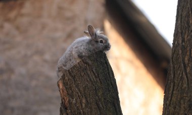 # Ağacın üzerinde oturan gri tavşan #