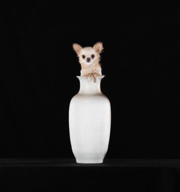 Siyah bir masada beyaz bir sürahi içinde küçük bir chihuahua köpeği.