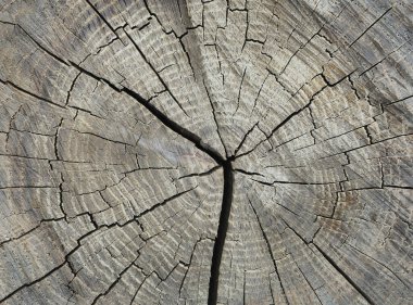  Yıllık halkalarıyla eski bir tahta parçası.