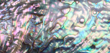 Deniz kabuğunun anası.