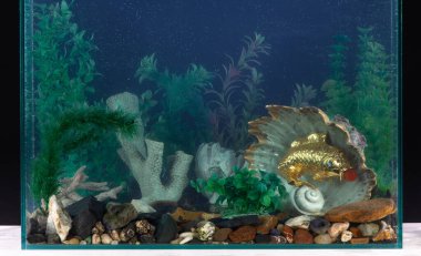 süslemeleri, mercanları ve yosunları olan akvaryum tasarımı