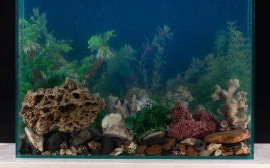 süslemeleri, mercanları ve yosunları olan akvaryum tasarımı