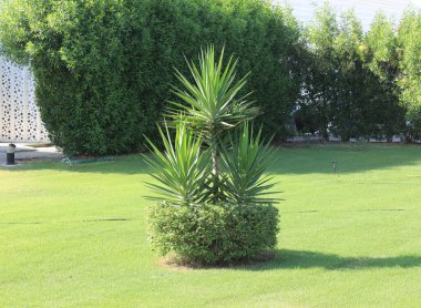 Tatil köyündeki dekoratif palmiye ağacı