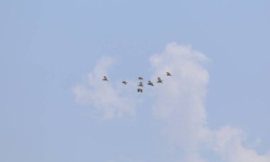  Mavi gökyüzündeki kuş sürüsü