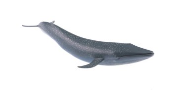 kauçuk balina beyaz arkaplanda izole