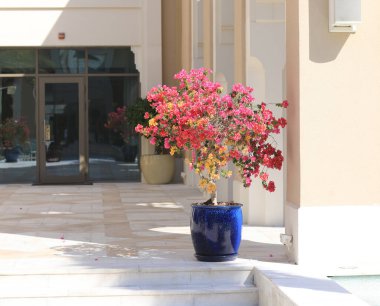 Güzel dekoratif çiçek tarhı