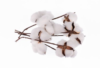 Beyaz arkaplanda pamuk bitkisi dalı izole edildi
