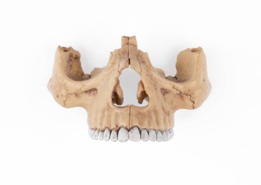 Beyaz arka planda izole edilmiş dişleri olan insan kafatası