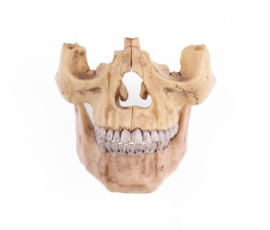 Beyaz arka planda izole edilmiş dişleri olan insan kafatası