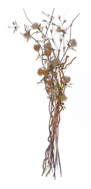 Beyaz arka planda uzun saplı kurumuş çiçekler.