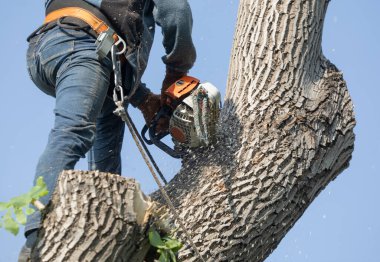 Ağaçta elektrikli testeresi olan profesyonel bir ağaç ustası.