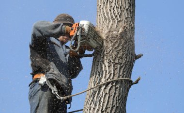 Ağaçta elektrikli testeresi olan profesyonel bir ağaç ustası.