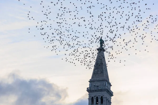 Ein Schwarm Stare Fliegt Abend Als Zugvogel Den Turm Der — Stockfoto