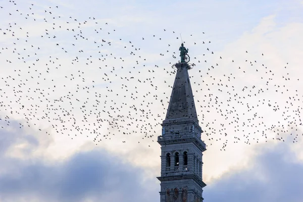 Увечері Зграя Шпаків Літає Перелітний Птах Навколо Вежі Церкви Святого — стокове фото
