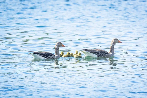 Greylag Goose Family Two Parents Five Chicks Swims Water — ストック写真