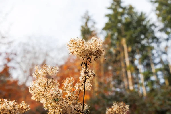 Сушені Квіткові Парасольки Восени Узбіччі — стокове фото