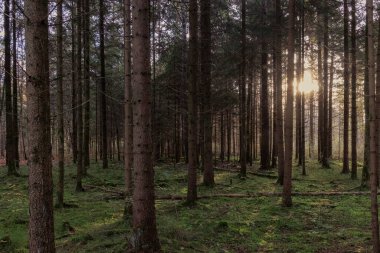 Sabah güneşi, ladin ağaçlarının gövdeleri arasında yosun tutmuş bir ormana dönüşüyor.
