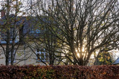 Yükselen güneş altın ışınlarını Augsburg yakınlarındaki Siebenbrunn 'daki ağaçların arasından gönderiyor.