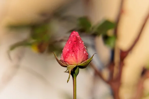 Rose Blossom Covered Dew Drops Autumn Shallow Depth Field — Stock Photo, Image