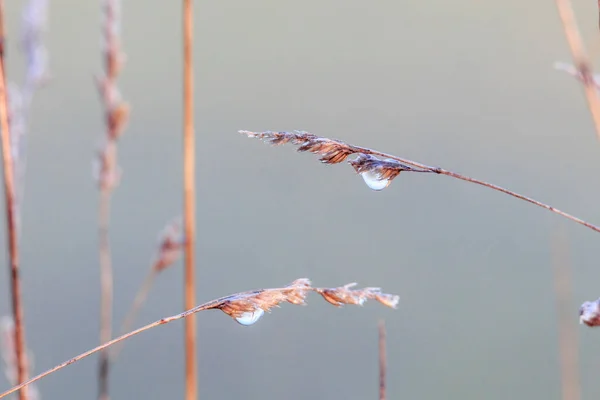 Трави Водоспадами Ранкової Роси Луках Саду Сібенбрунні Поблизу Аугсбурга — стокове фото