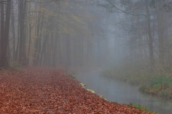 森林小径上的雾气 溪流附近有树叶覆盖的地面 — 图库照片