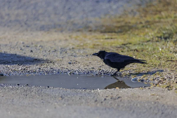 A crow drinks water at a puddle on a dirt road