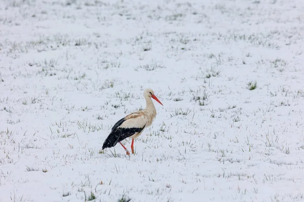 Ein Vom Winter Überraschter Weißstorch Sucht Biotop Schmuttertal Bei Augsburg — Stockfoto