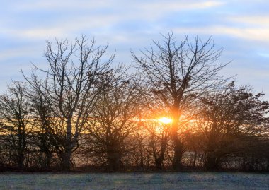 Augsburg yakınlarındaki Siebenbrunn 'da bir çayır arazisindeki çalıların ve ağaçların üzerinde altın gün ışığıyla renkli bir gün doğumu.