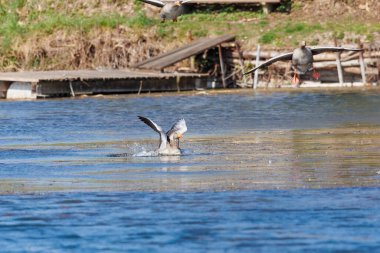 Gri bir kaz gölün sularına sıçrıyor.