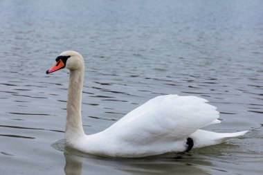 Bir kış günü Augsburg yakınlarındaki Kuhsee 'de dilsiz bir kuğu yüzer.