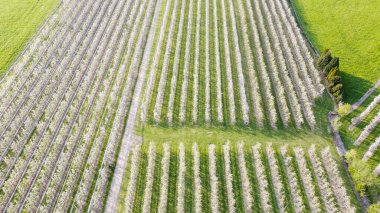 Almanya 'nın Lindau-Bodensee bölgesindeki çiçek açan elma bahçesi havadan görülüyor.