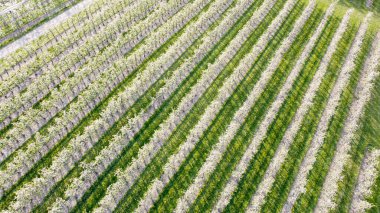 Almanya 'nın Lindau-Bodensee bölgesindeki çiçek açan elma bahçesi havadan görülüyor.