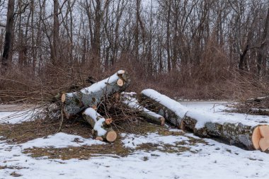 Testereli kavak ağacının gövdesi ve dalları karda yatıyor.