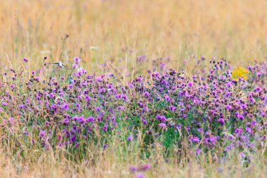 Saka kuşu mavi devedikenlerle dolu bir tarlada saklanmış tohumlarını yiyor.