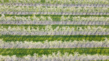 Almanya 'nın Lindau-Bodensee bölgesindeki çiçek açan elma bahçesi havadan görülüyor.