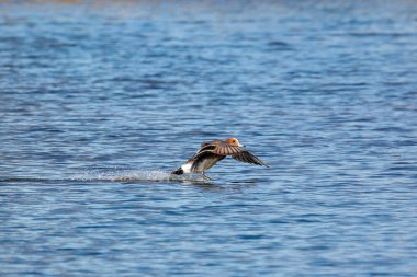 Mavi suya düşen bir çiçek bahçesi.
