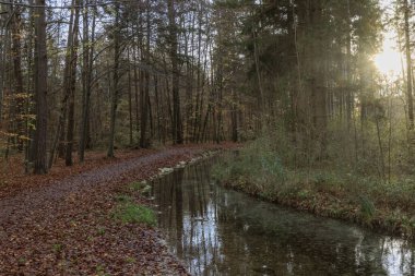 Orman yolu üzerinde sis ve dere kenarında yaprak var.