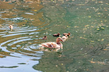 Mallard duck with mallard chicks in dirty water at Lake Garda in Italy