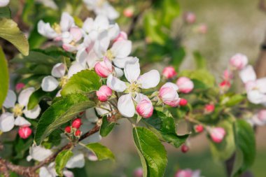 Almanya 'nın Lindau-Bodensee bölgesindeki meyve bahçesinde çiçek açan kırmızı beyaz elma ağacı çiçeklerini kapatın.