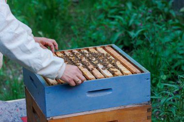 Bir arı yetiştiricisi Zander boyutunda bir arı kutusunda bal peteğiyle çalışır.