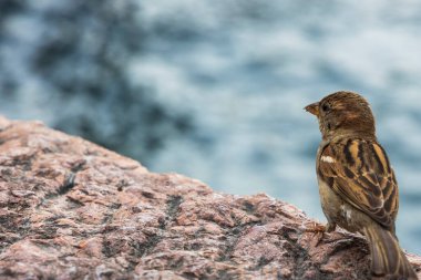 Garda Gölü 'ndeki Riva del Garda' daki kafede serçeler arta kalanları arıyorlar.
