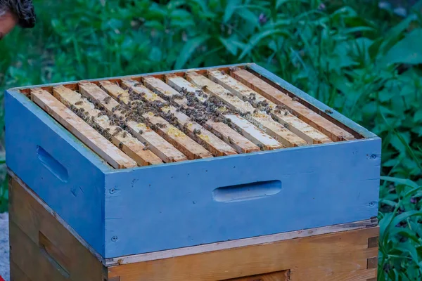 Beekeeper Works Honeycombs Bee Box Zander Size — Stok fotoğraf